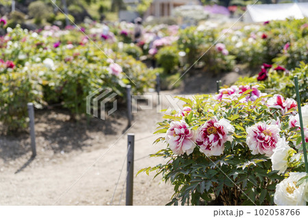 初夏の金蛇水神社外苑 牡丹園 花まつり 満開のぼたん 宮城県岩沼市 初夏の金蛇水神社外苑 牡丹園 花まつり 満開のぼたん 宮城県岩沼市 102058766