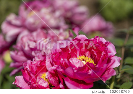 初夏の金蛇水神社外苑 牡丹園　花まつり　満開のぼたん　宮城県岩沼市 102058769