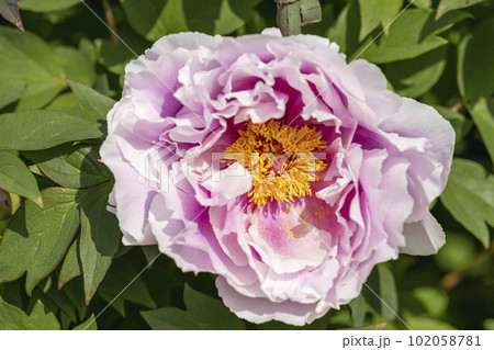 初夏の金蛇水神社外苑 牡丹園　花まつり　満開のぼたん　宮城県岩沼市 102058781