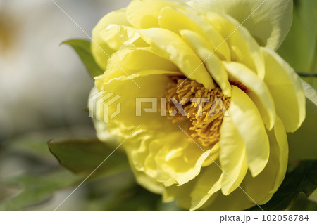初夏の金蛇水神社外苑 牡丹園 花まつり 満開のぼたん 宮城県岩沼市 初夏の金蛇水神社外苑 牡丹園 花まつり 満開のぼたん 宮城県岩沼市 102058784