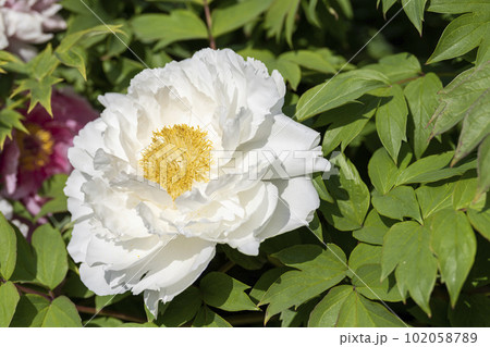 初夏の金蛇水神社外苑 牡丹園　花まつり　満開のぼたん　宮城県岩沼市 102058789