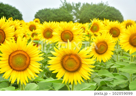 満開のヒマワリ・夏イメージ 満開のヒマワリ・夏イメージ 102059099