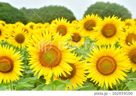 満開のヒマワリ・夏イメージ 満開のヒマワリ・夏イメージ 102059100