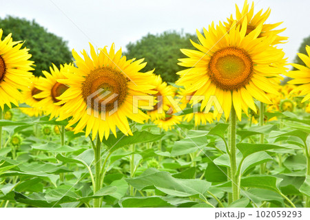 満開のヒマワリ・夏イメージ 102059293