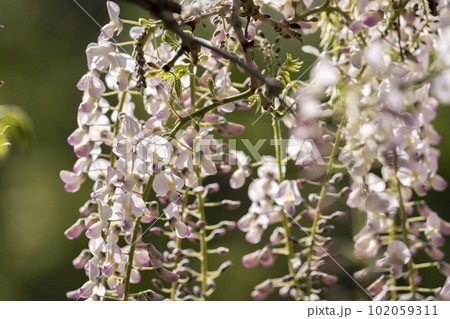 夕暮れの若林公園 藤の花 宮城県白石市 夕暮れの若林公園 藤の花 宮城県白石市 102059311