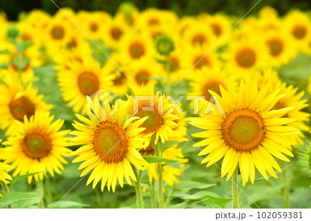 満開のヒマワリ・夏イメージ 102059381