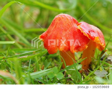 ヒイロガサの生態写真 ヒイロガサの生態写真 102059669