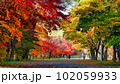 真駒内公園の秋 102059933