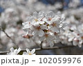 中心にピントを合わせた桜 102059976