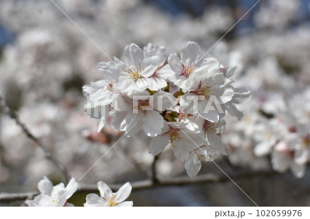 中心にピントを合わせた桜 102059976