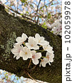 木に咲いた桜 102059978