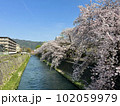 川沿いに咲く桜 102059979