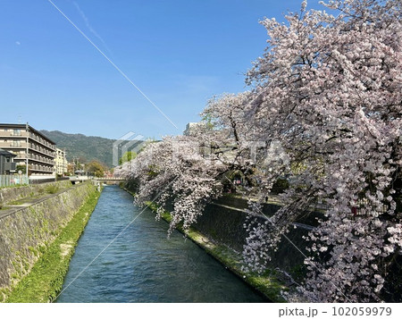 川沿いに咲く桜 102059979