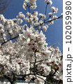 中心にピントを合わせた桜2 102059980