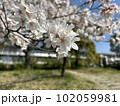 桜と空 102059981
