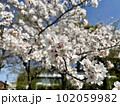 桜と空2 102059982