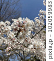 桜と空3 102059983