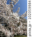 桜と空4 102059984