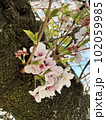 木に咲いた桜2 102059985