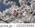 中心にピントを合わせた桜3 102059986