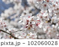 中心にピントを合わせた桜4 102060028