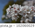 アップで撮った桜 102060029