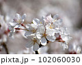 開花した桜 102060030