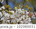 桜と葉と空 102060031