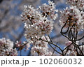桜と空 102060032