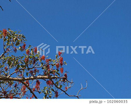 青空とイイギリの赤い実 青空とイイギリの赤い実 102060035