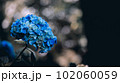 青い紫陽花 102060059