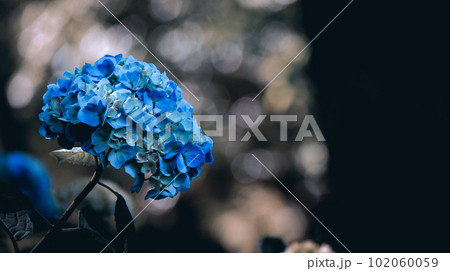 青い紫陽花 102060059
