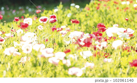 神奈川県　横須賀市　久里浜花の国　のポピー　（春）　 102061140