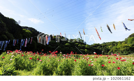 神奈川県 横須賀市 久里浜花の国 のポピー (春) 神奈川県 横須賀市 久里浜花の国 のポピー (春) 102061162