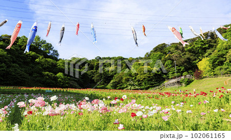 神奈川県　横須賀市　久里浜花の国　のポピー　（春）　 102061165