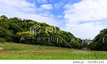 神奈川県　横須賀市　久里浜花の国　のポピー　（春）　 102061192