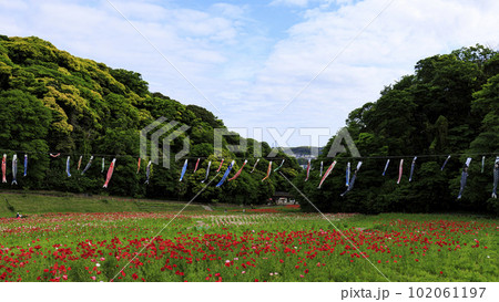 神奈川県 横須賀市 久里浜花の国 のポピー (春) 神奈川県 横須賀市 久里浜花の国 のポピー (春) 102061197