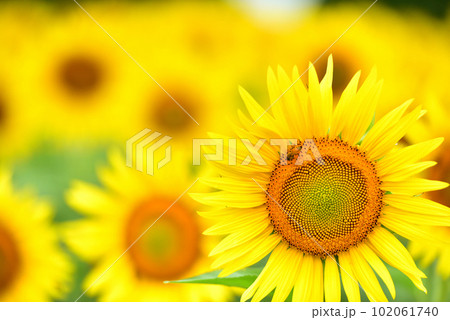 満開のヒマワリ・夏イメージ 102061740