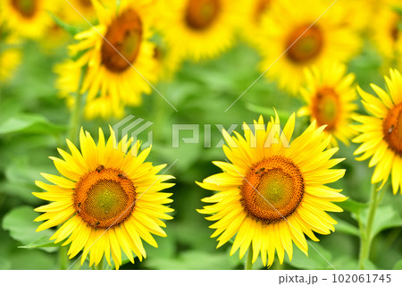 満開のヒマワリ・夏イメージ 102061745