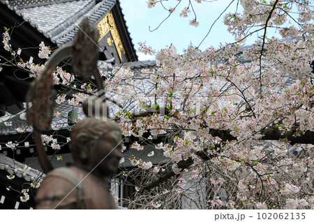 鎌倉の社寺の桜風景と初春の花達 鎌倉の社寺の桜風景と初春の花達 102062135