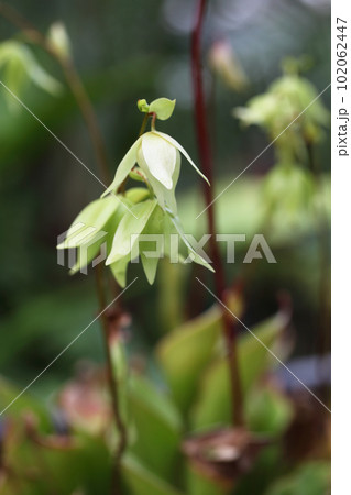 ヘリアンフォラ スタンスの花と雨雫 102062447