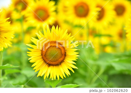 満開のヒマワリ・夏イメージ 102062620