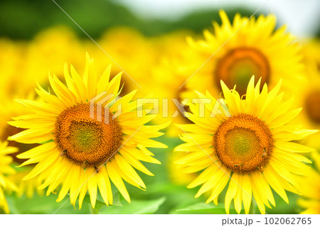 満開のヒマワリ・夏イメージ 102062765