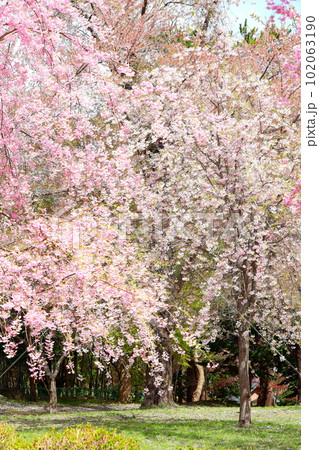 青森県芦野公園のシダレザクラ 青森県芦野公園のシダレザクラ 102063190