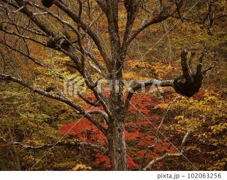 不思議な形の木 102063256