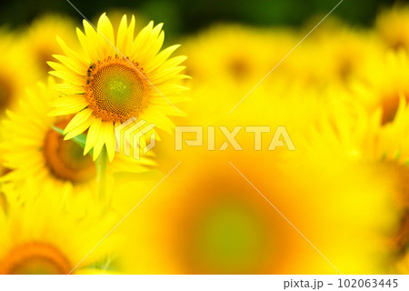 満開のヒマワリ・夏イメージ 102063445