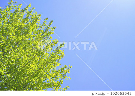 夏イメージ 空と イチョウの木 夏イメージ 空と イチョウの木 102063643