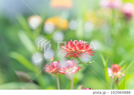小さなムギワラギクの花 小さなムギワラギクの花 102064886