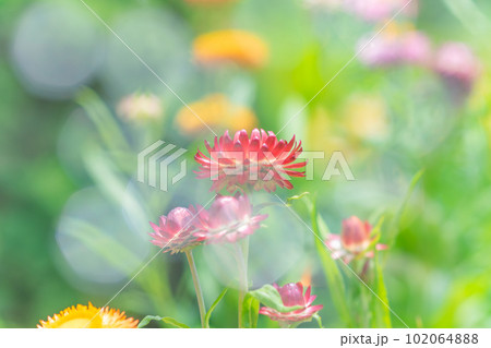 小さなムギワラギクの花 小さなムギワラギクの花 102064888