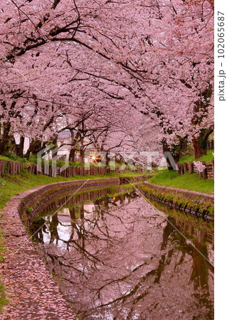 埼玉県川越市氷川町 氷川神社裏の誉桜と呼ばれる新河岸川沿いの桜並木と川面の水鏡 埼玉県川越市氷川町 氷川神社裏の誉桜と呼ばれる新河岸川沿いの桜並木と川面の水鏡 102065687